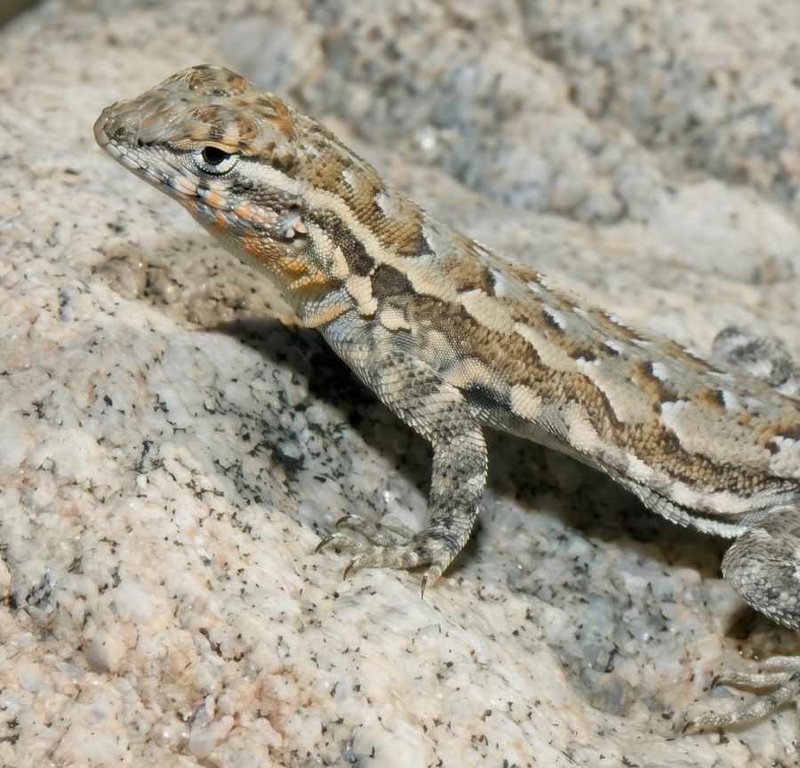 Enhanced low-resolution photo of a lizard on a rock